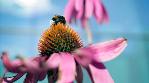 biodiversität_image1
