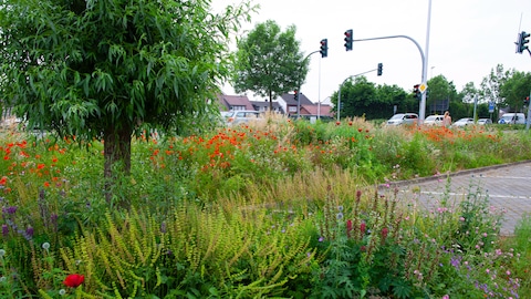 biodiversität_image7