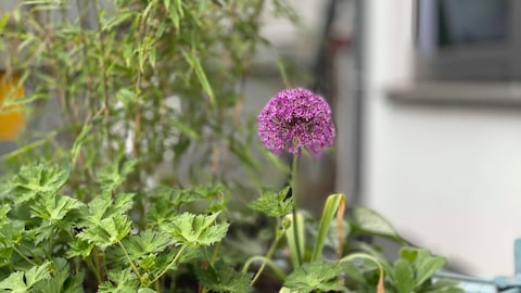 biodiversität_image11
